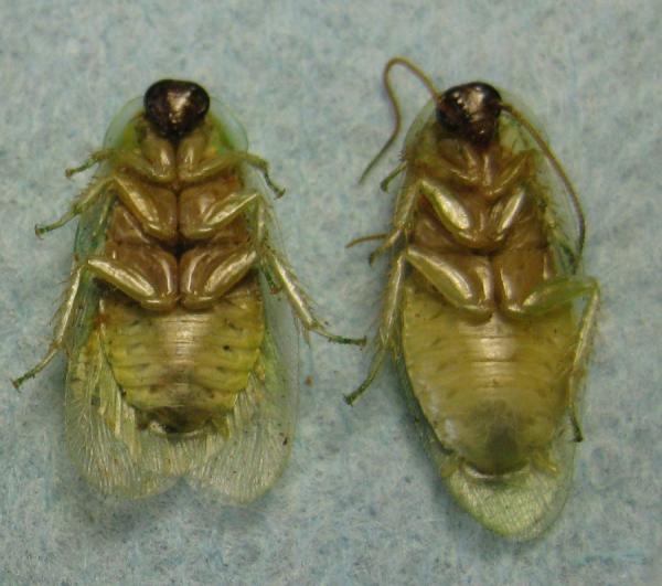 Male on the left, female on the right.