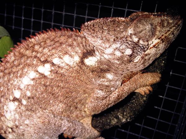 Male Oustalets
