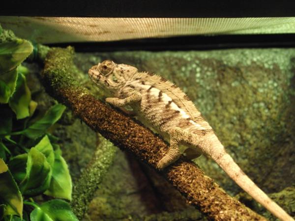 Male Panther Chameleon