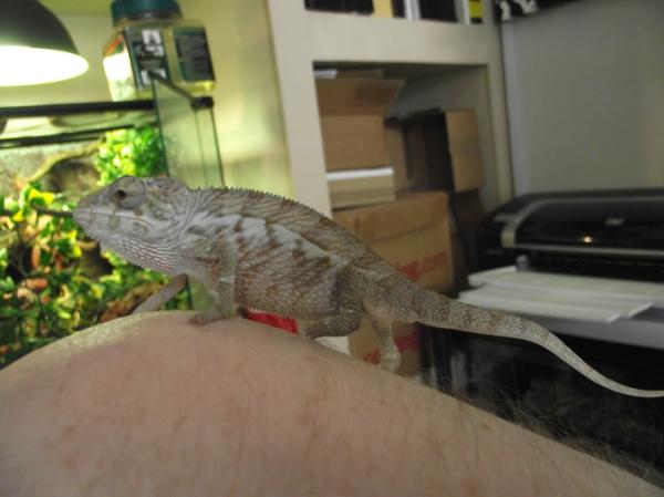 male Panther Chameleon