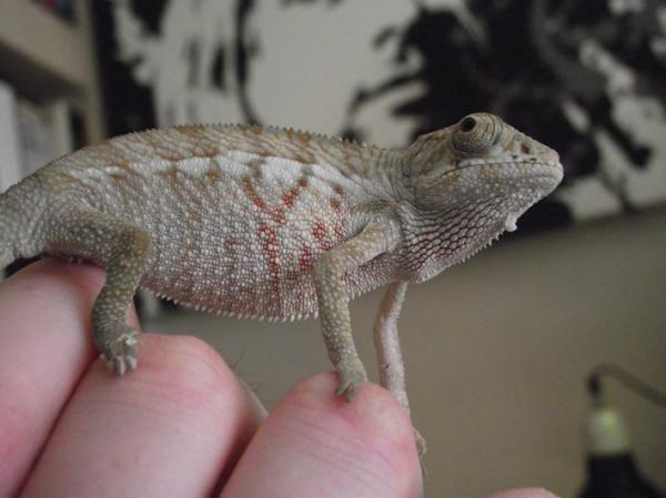 male Panther Chameleon