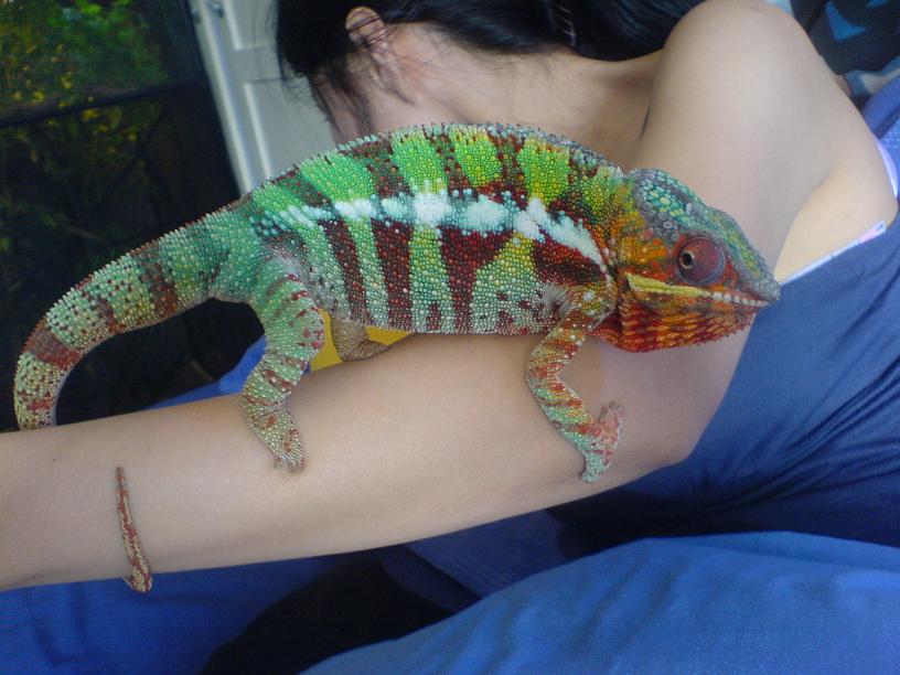 Male Panther Chameleon