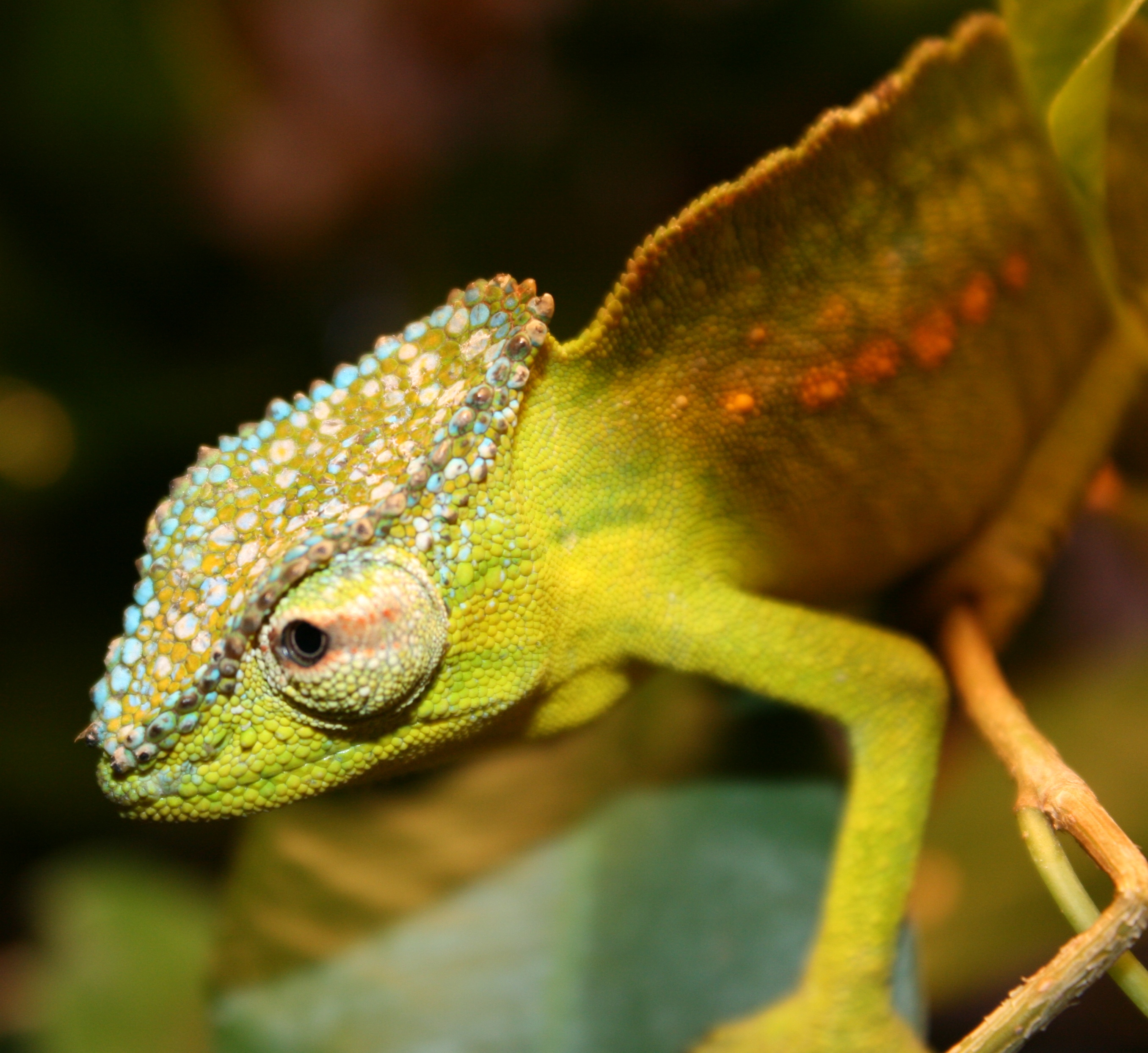 Male Peretti Aka Peacock Chameleon