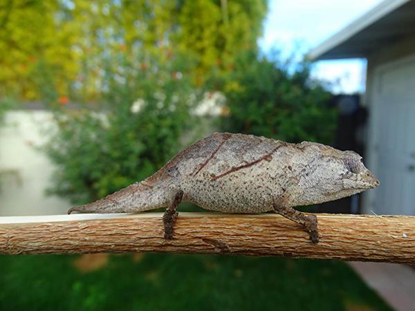 Male Rhampholeon temporalis