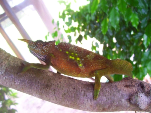 Male Sailfin chameleon