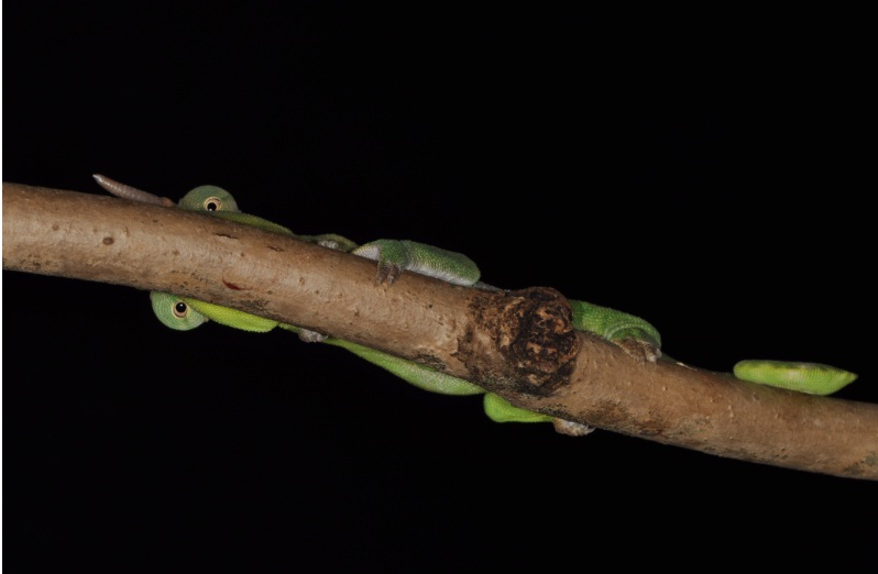 Male T. Deremensis In A Shy Mood