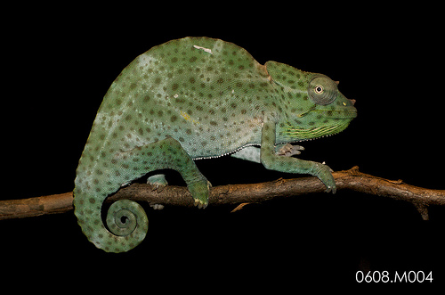 male T deremensis  photo by Fabian Aguirre.  Dashel.  CB by Fabian Aguirre. Brother to Isadora. Very mellow guy.