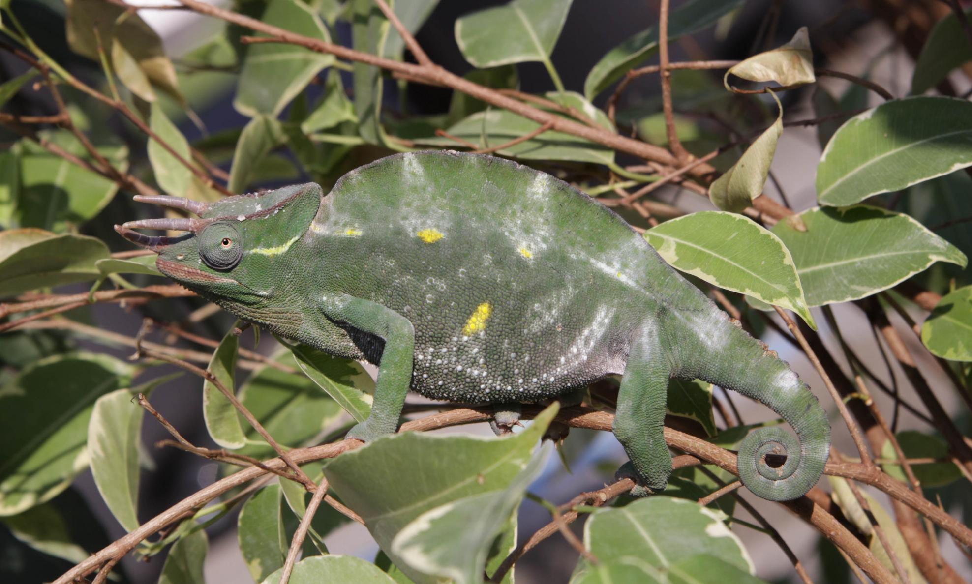 Male T.deremensis