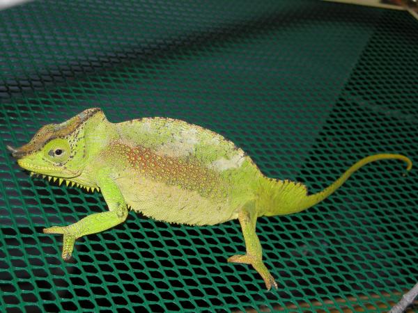 Male T. Quadricornis Quadricornis