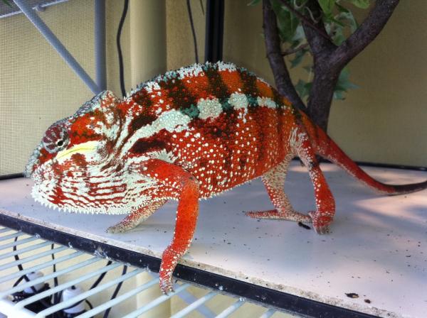 Male Tamatave - Big Red