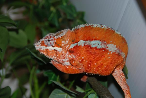 Male Tamatave Panther Chameleon.  "Fuerer"