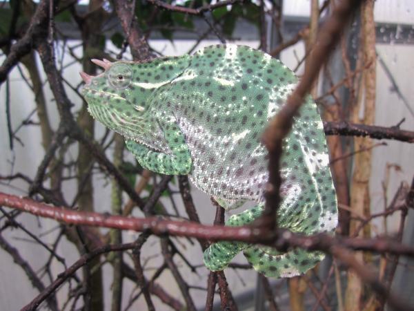 Male Trioceros Deremensis (Charles)