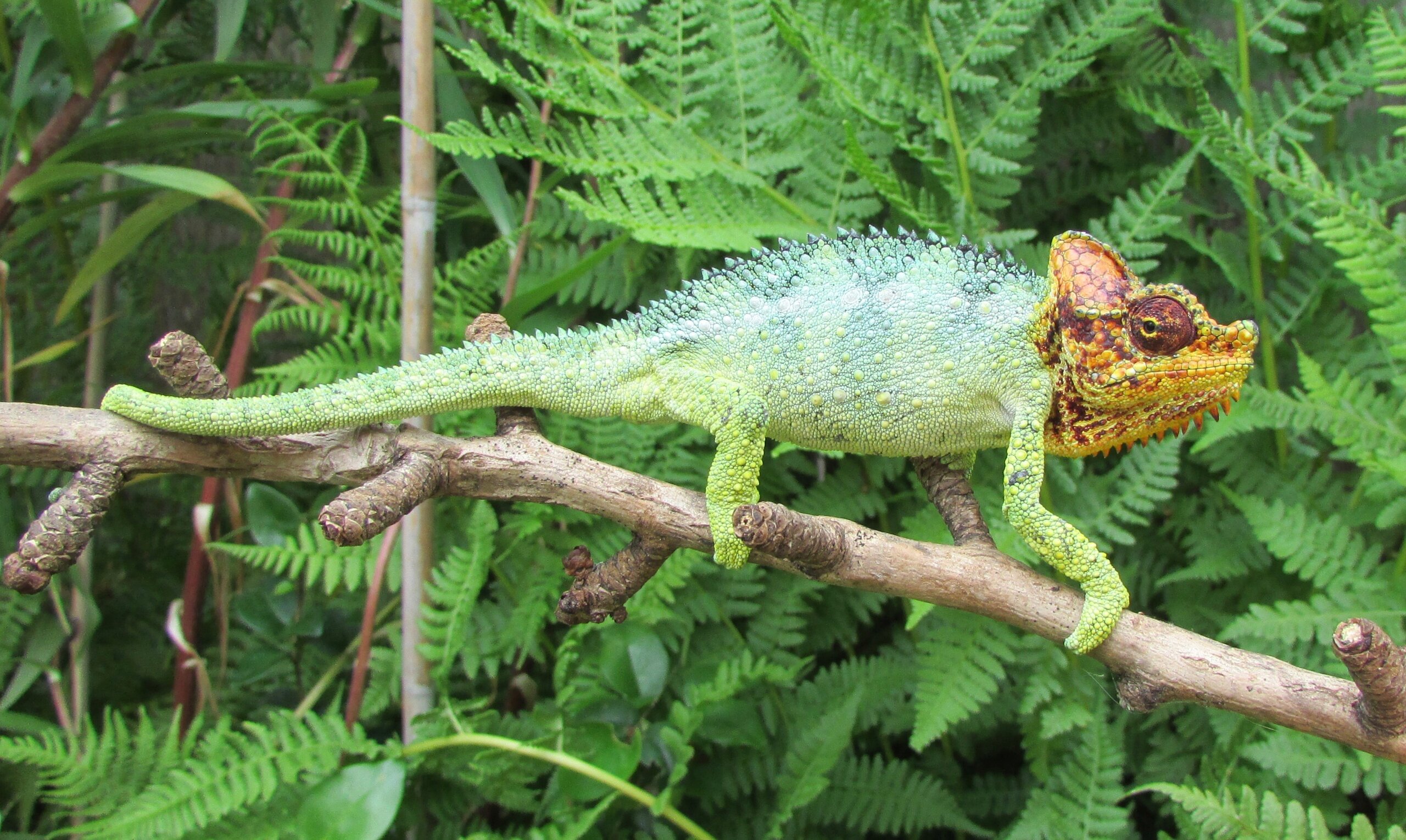 Male Trioceros hoehnelii