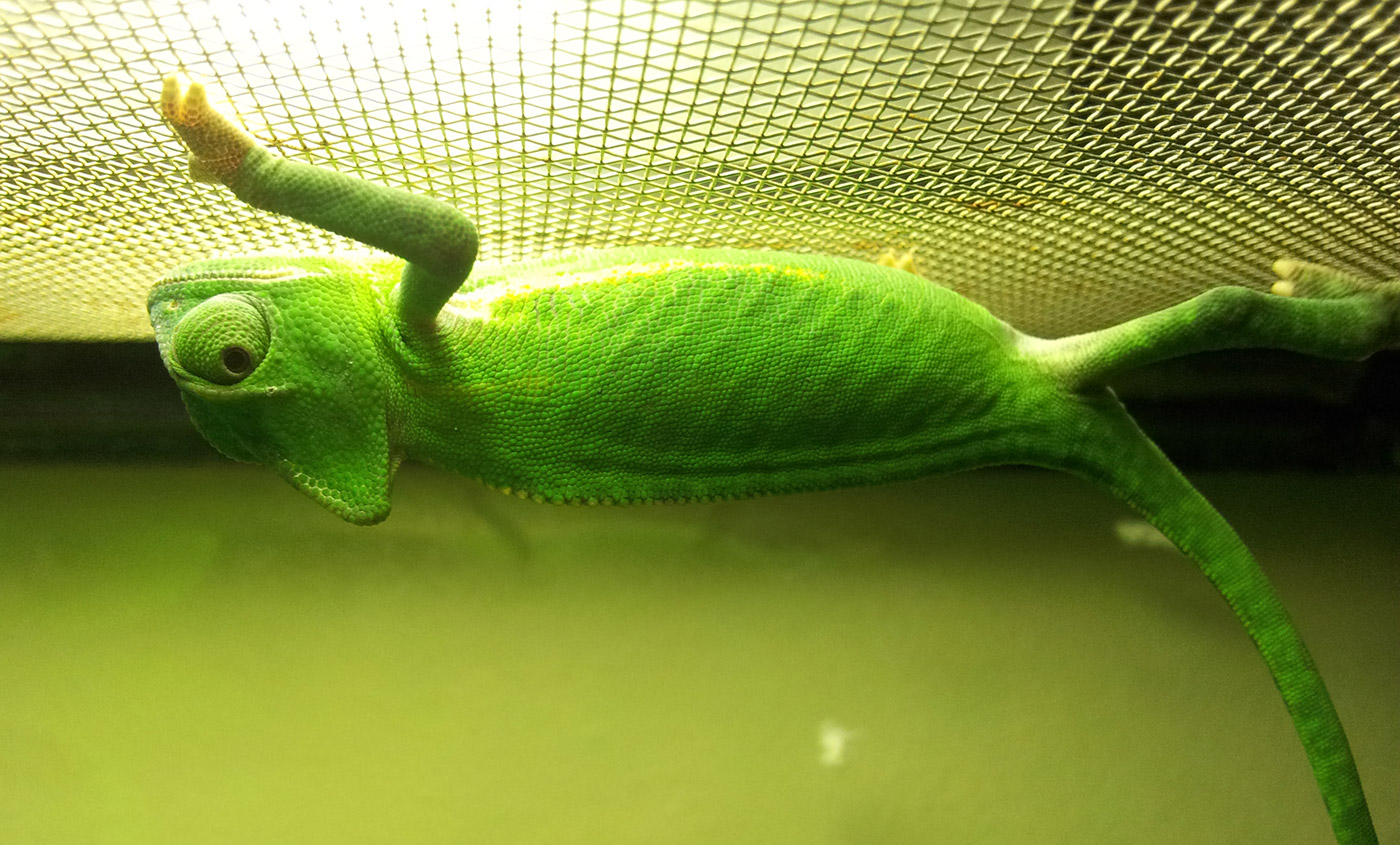 Male Veiled About 2 Months Old