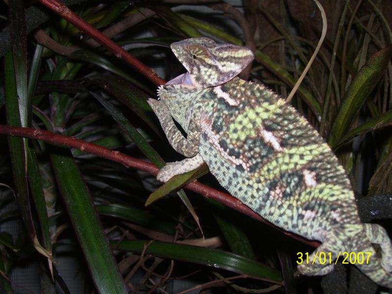 Male Veiled Chameleon