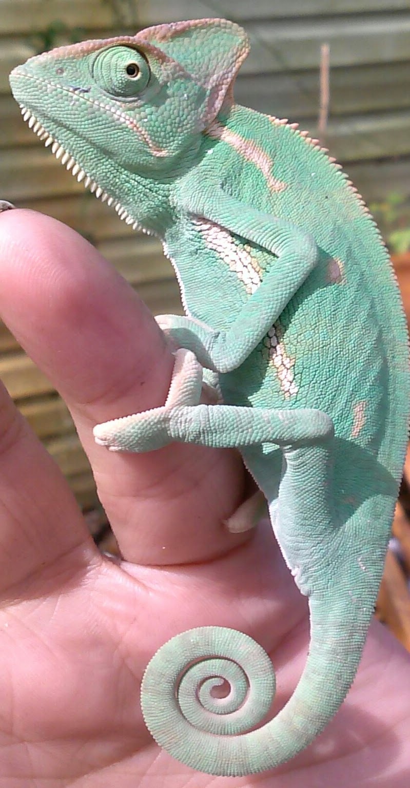 Male Veiled Chameleon