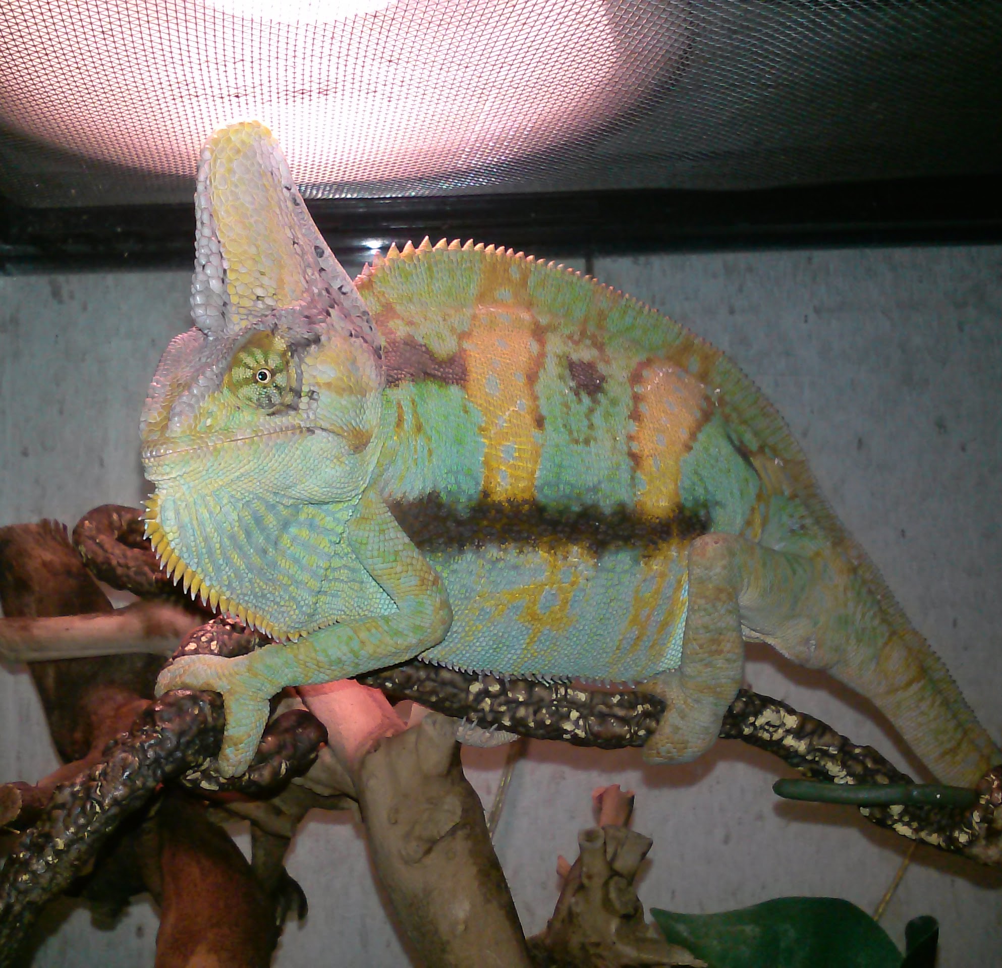 Male Veiled Chameleon
