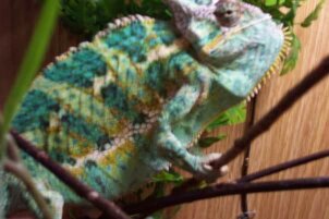 Male Veiled Chameleon