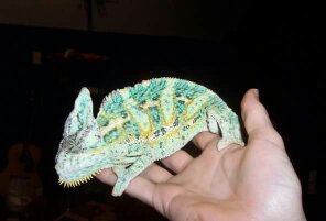Male Veiled Chameleon