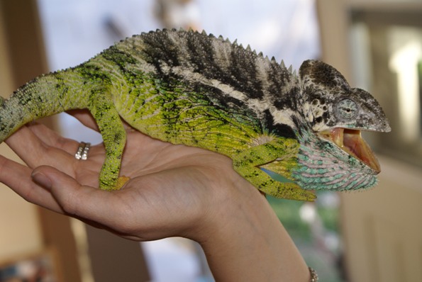 Male verrucosus chameleon...love this guy!