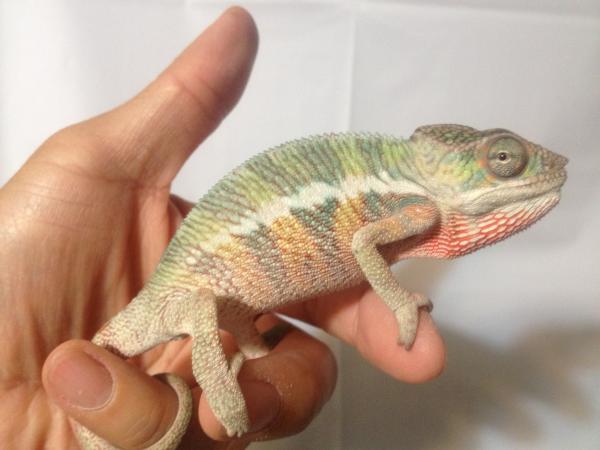 male