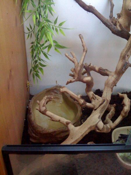 Males water dish and Female has the same