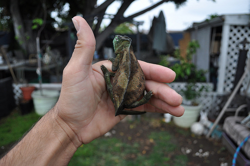 Mama Quad Gravid?