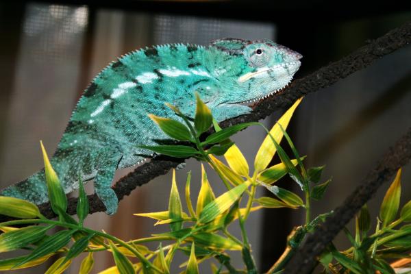 'MANGA"   Nosey Be ...sire Aramas-kammers.