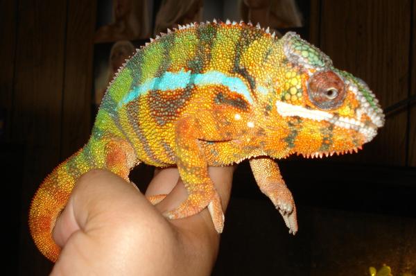 Mango, saw one of our females