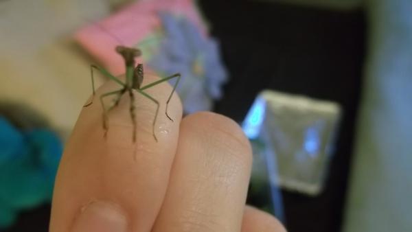 Mantis babie(01-29-1012)