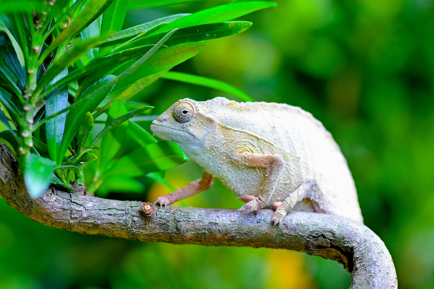 Manulu chilling on Bonsai