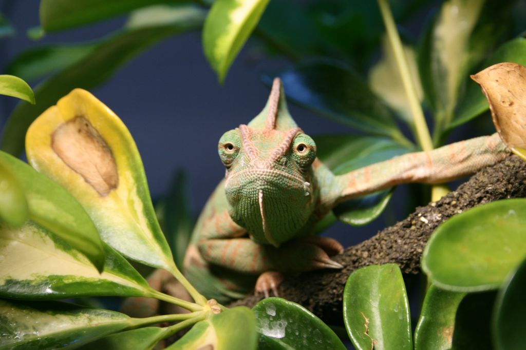 Marie Doing Her Hypnotoad Impression