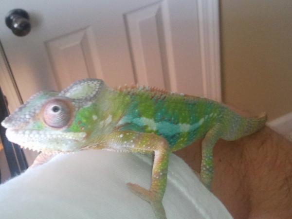 Marley trying to climb on top of my head.(as always!)