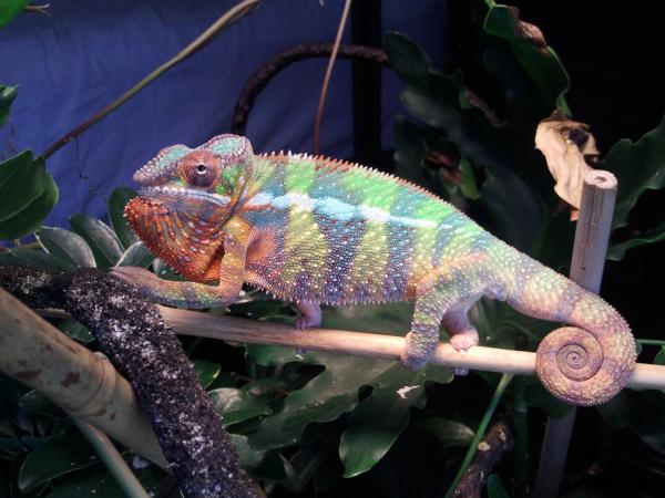 marley1