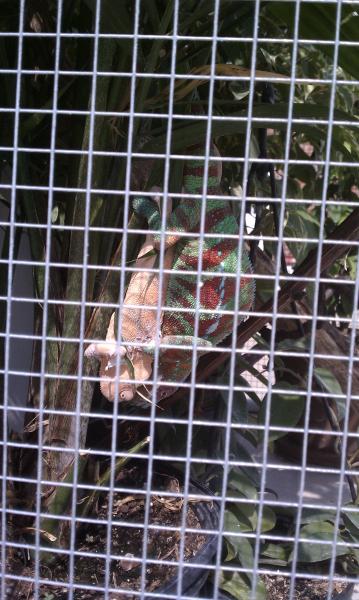 Marty and Violet mating