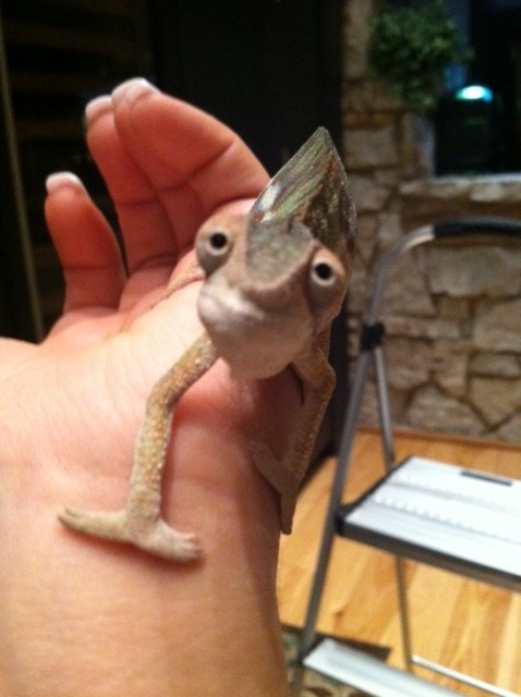Marvin