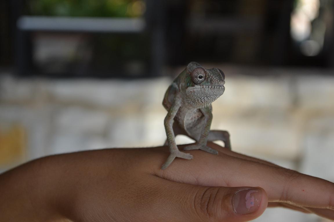 Marvin