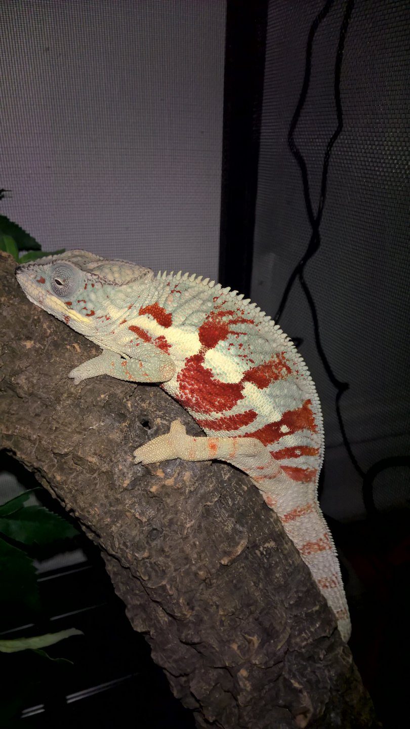 Masoala Panther Chameleon (Mason)