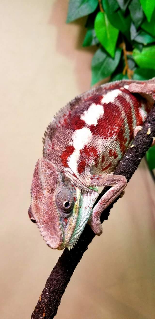 Masoala Panther Chameleon (Mason)