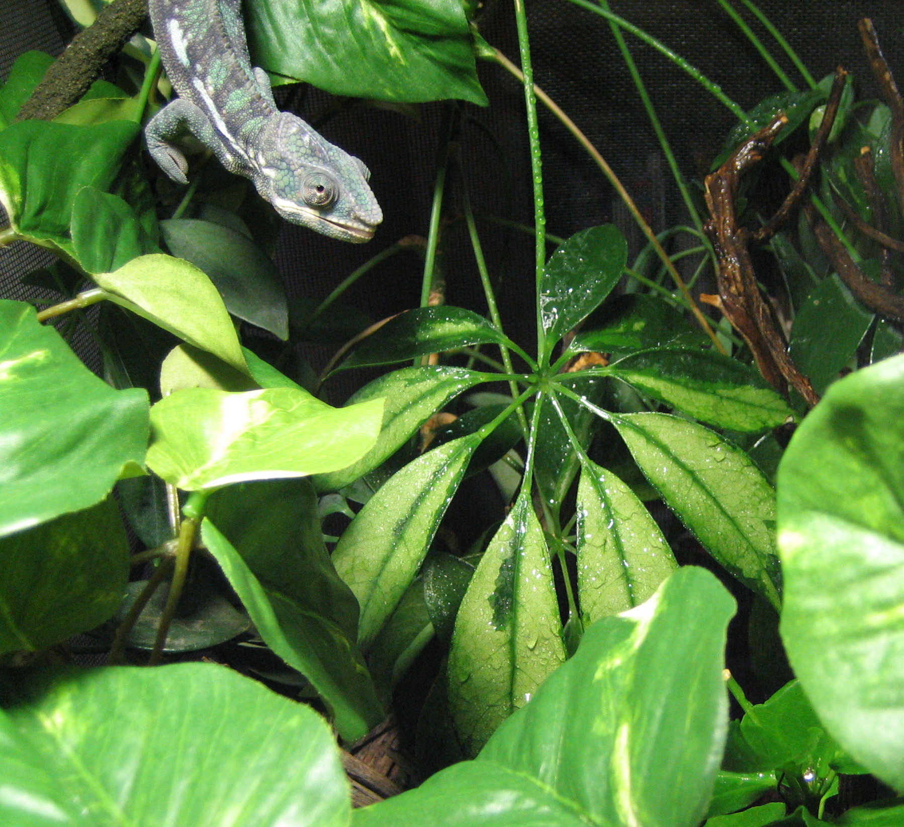 Matisse getting ready to shoot some water