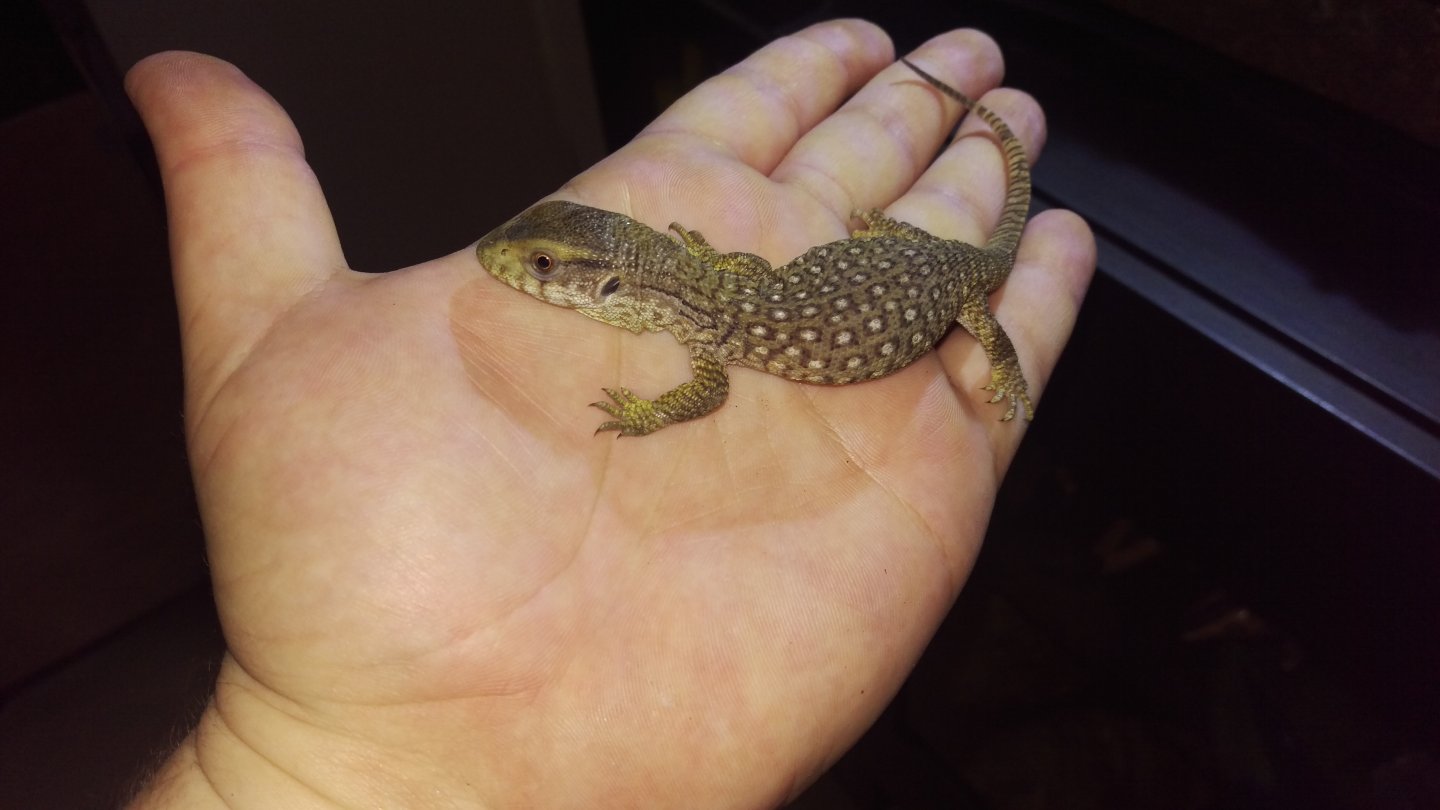 Maximus 10 days old!