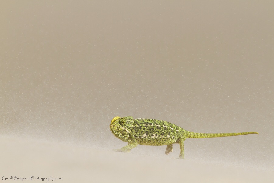 Mediterranian Chameleon