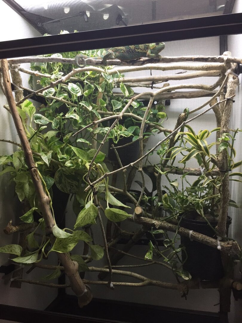 Medium Tall Atrium Close up