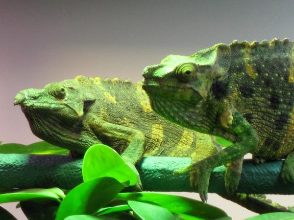 Medjumbe and Mocuba Before Their Vet Visit