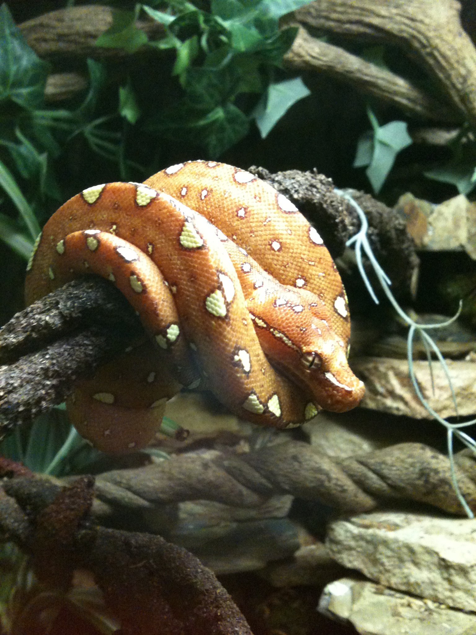 Medusa My Nasty Green Tree Python