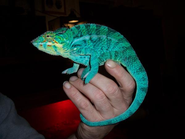 Meet Cobalt my beautiful Nosy Be