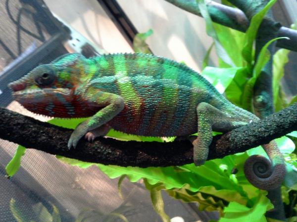 Memphis at rest almost 50 grams