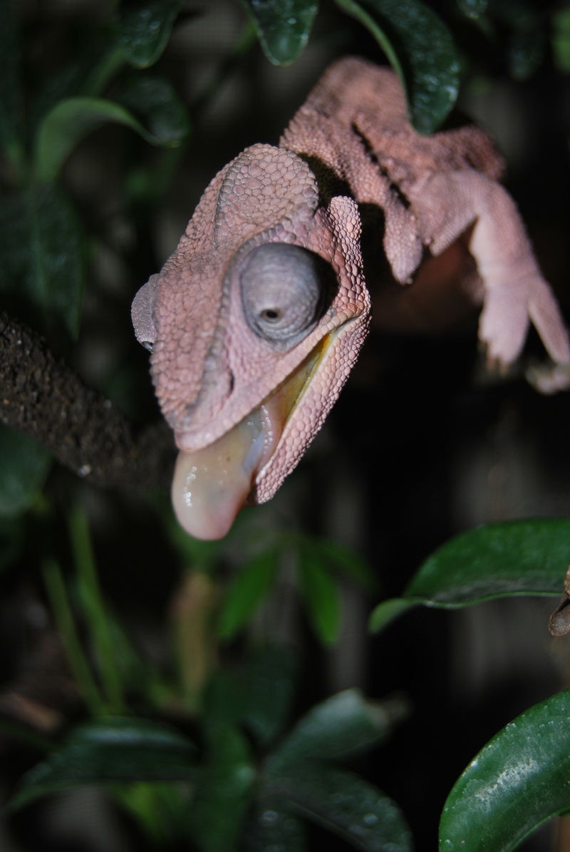 Mercedes Eating Silk Worms