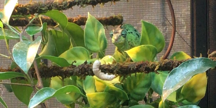 Meru c Lucy and her worm!