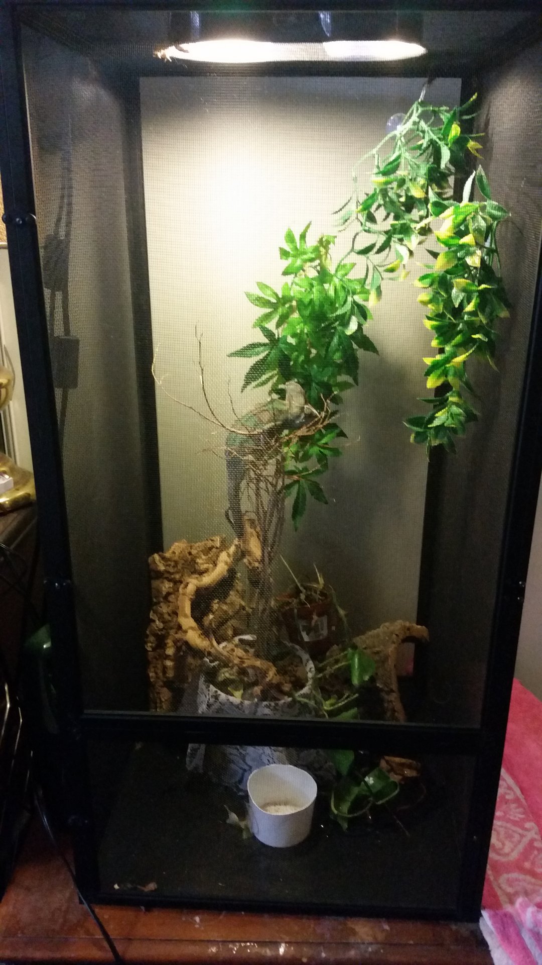 Mesh tank Chameleon Forums